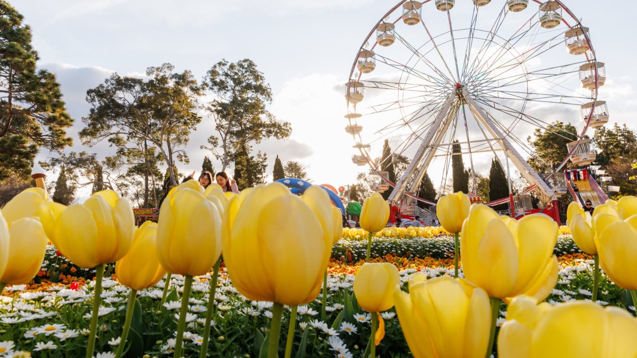 Garden beds full of tulips with iconic Floriade Ferris wheel int he background