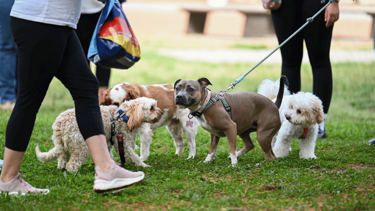 A group of dogs at a PAWS Party