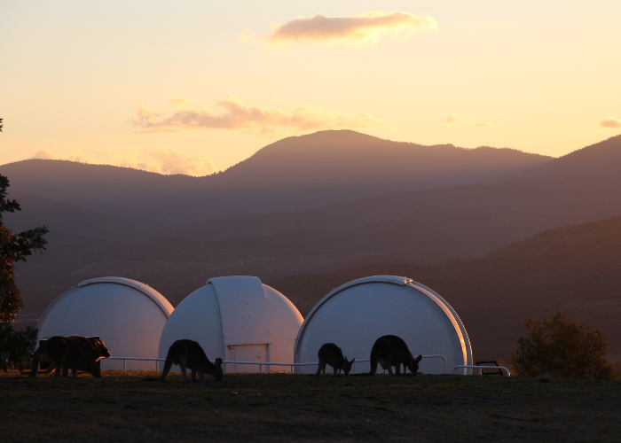 Kangaroos grazing in front of observatory buildings.
