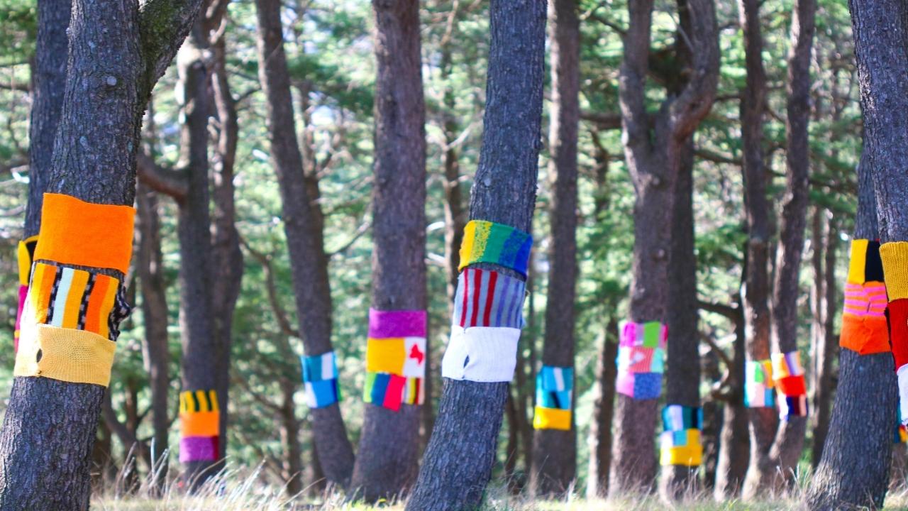 Trees covered in knitted scarfs