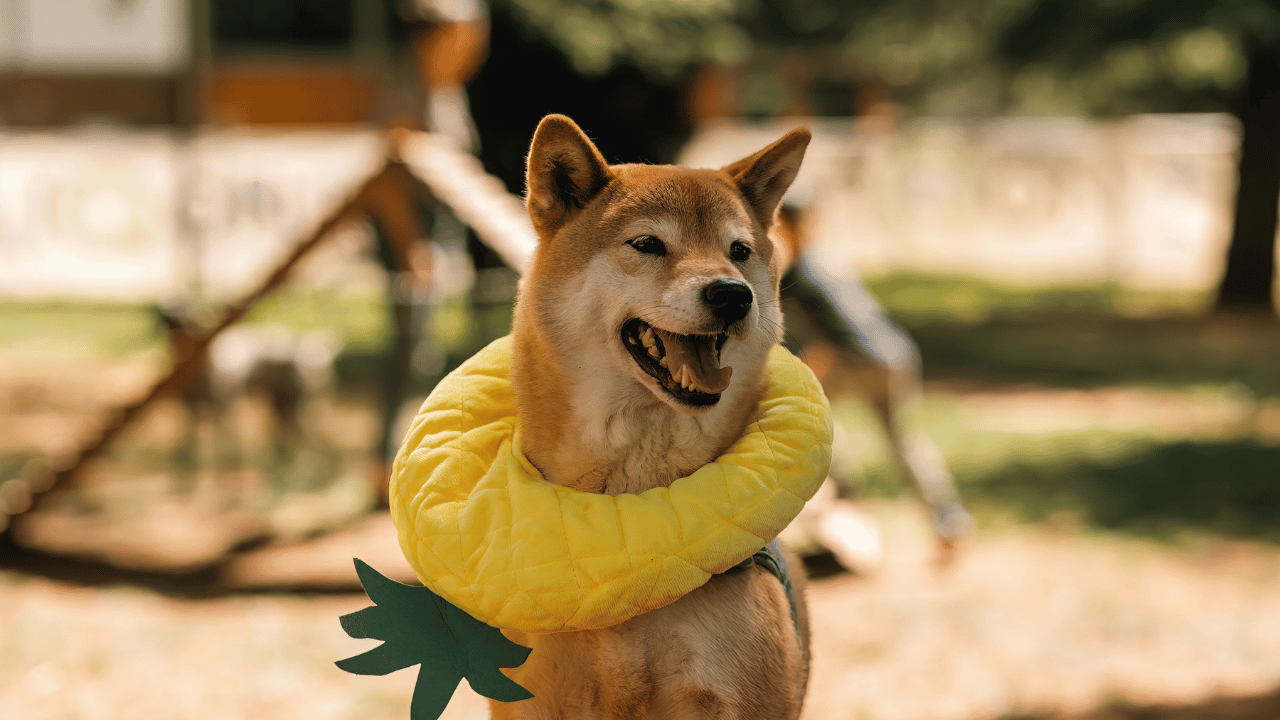 A dog in fancy dress at a PAWS Party