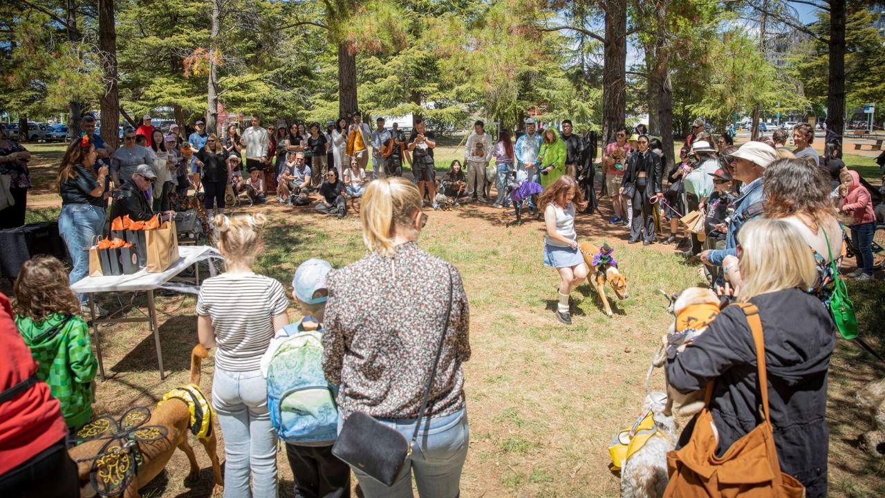 Crowd of people and dogs gathered around tall trees. 