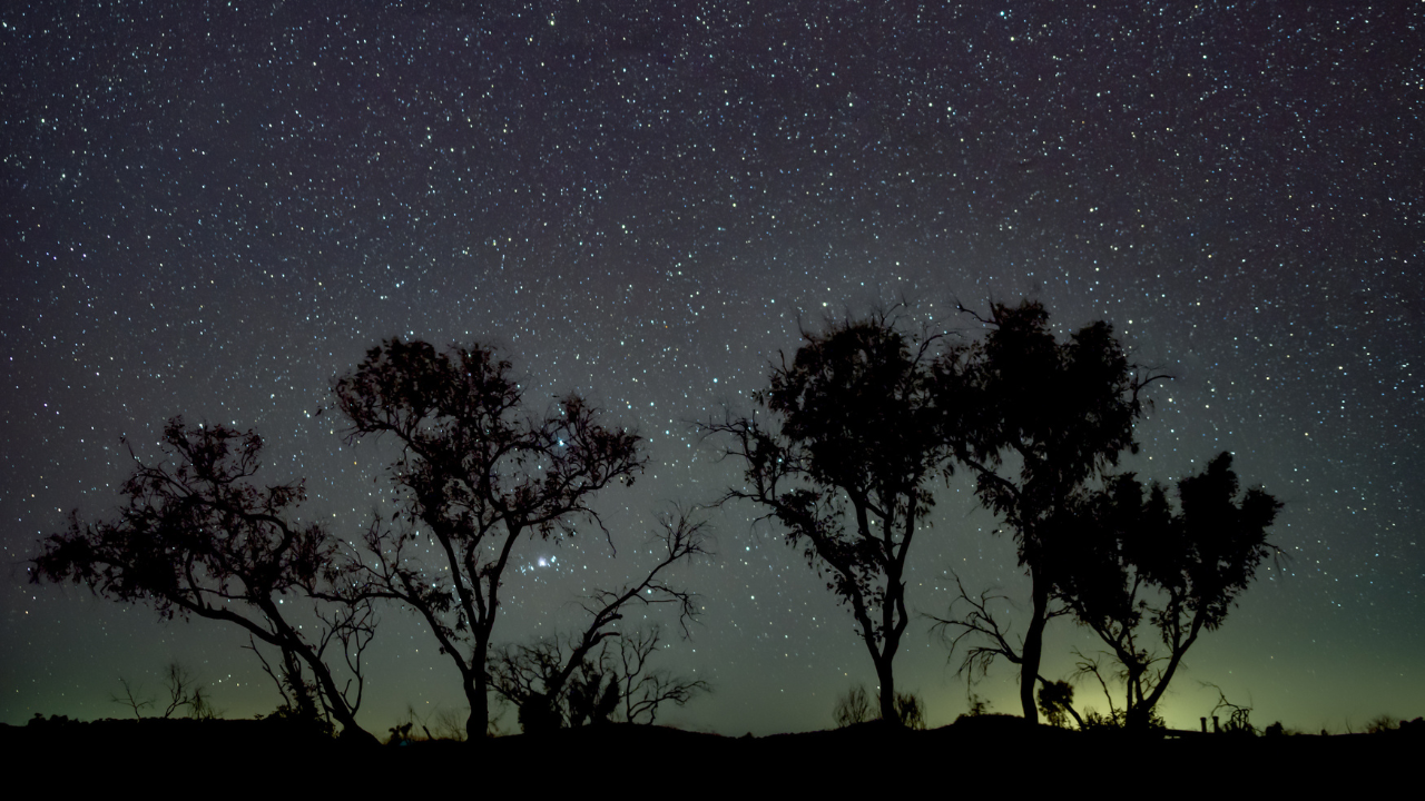 A landscape shot with trees and a starry night sky.