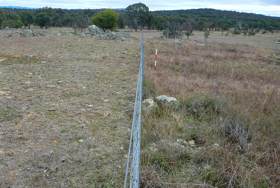 A fence dividing two grassy areas. The left showing very low grass which is heavily grazed and the right showing high grass which is lightly grazed.