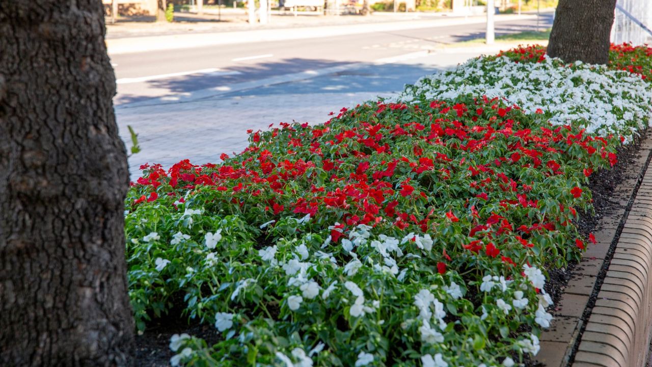 Red and white flowers between large tree trunks in garden bed on University Avenue. 