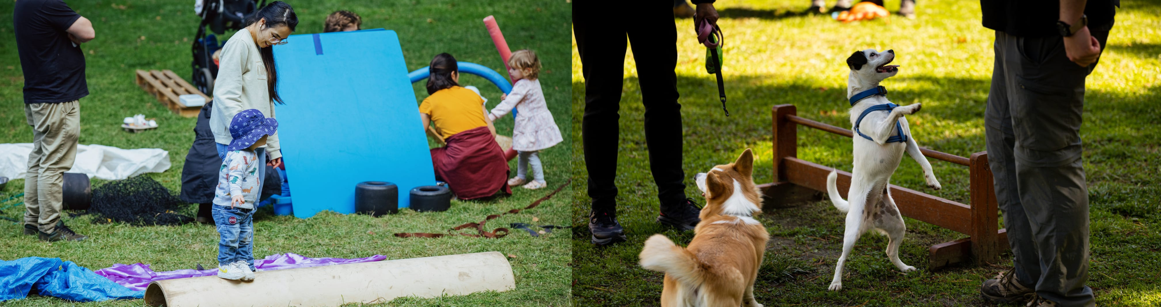 Playful Endeavour Children Playing, Paws Party Dogs Jumping Canberra