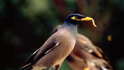 A brown bird with a black head and wings tips, and a yellow beak eating a grub