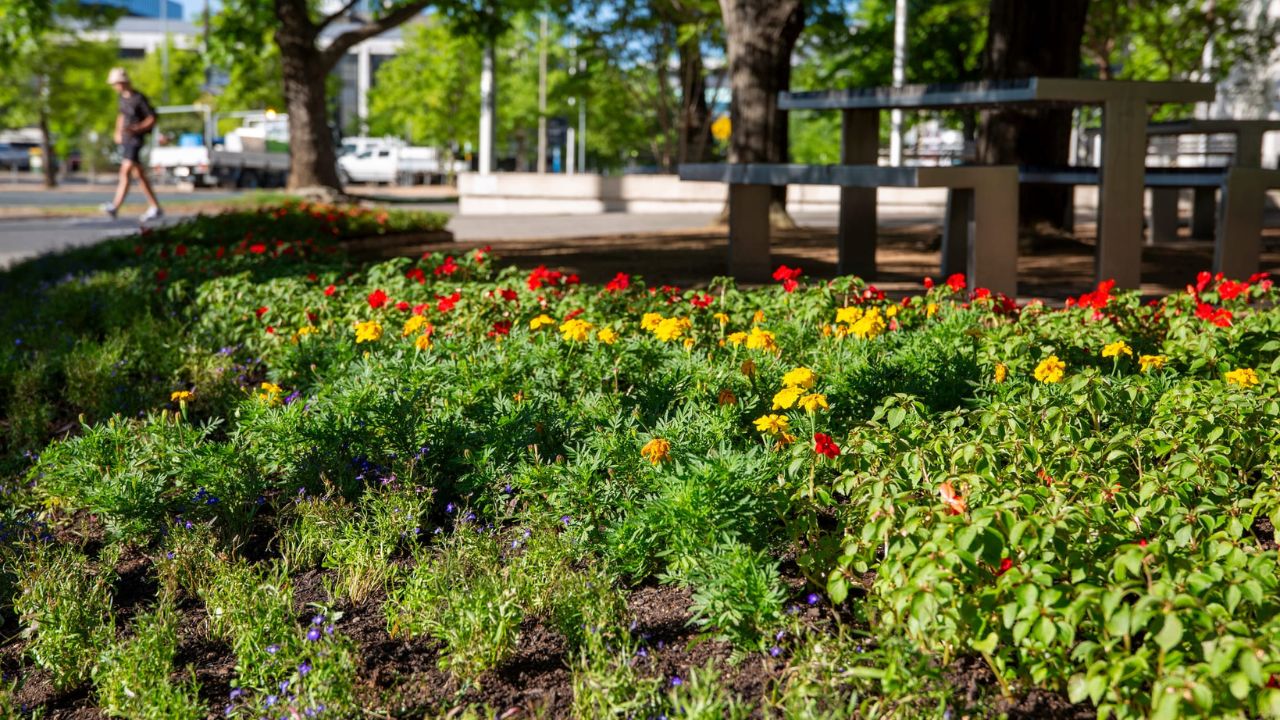 Hotbart Place garden bed with yellow and red flowers. 