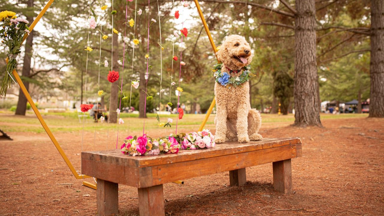 Dog sits on decorative bench. 