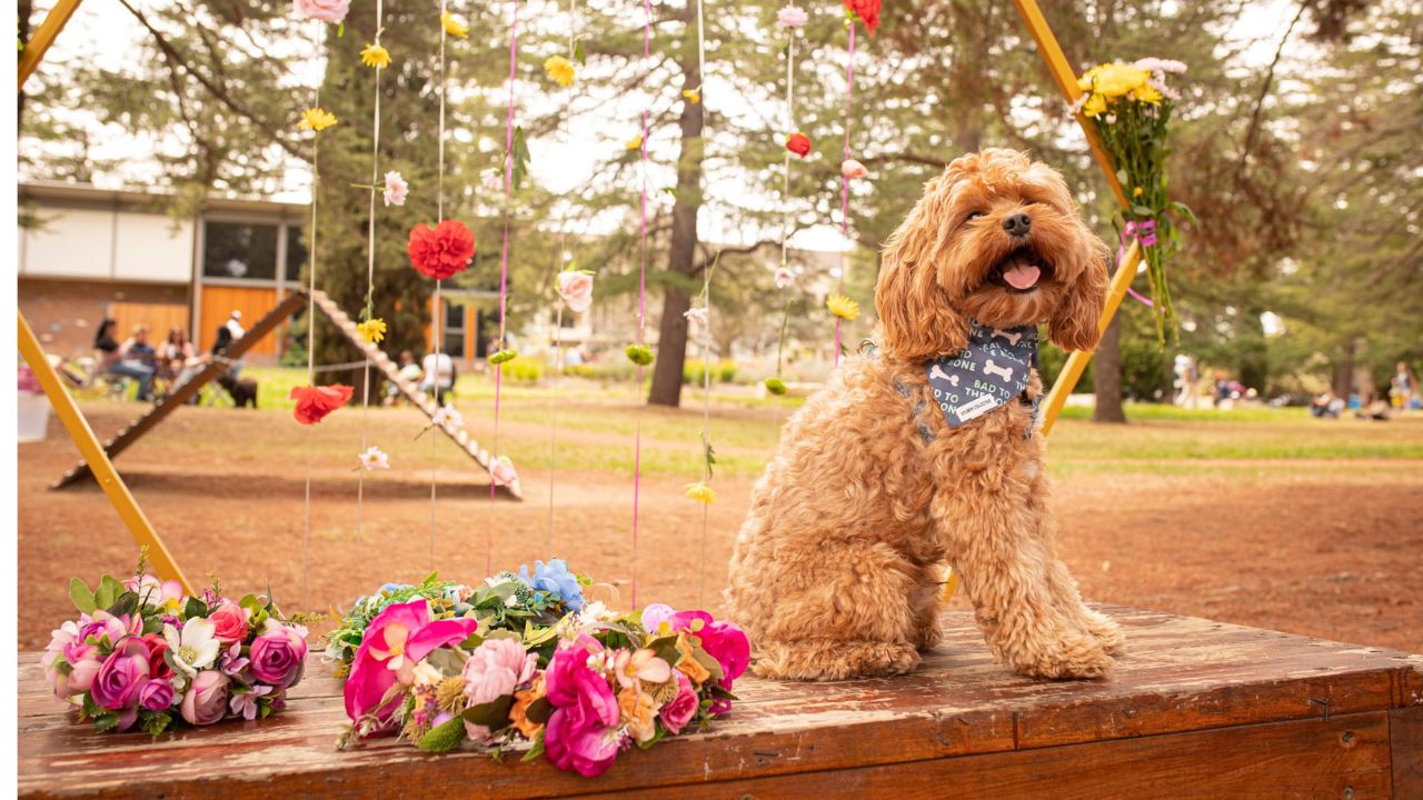Dog sits on bench under floral arrangement. 