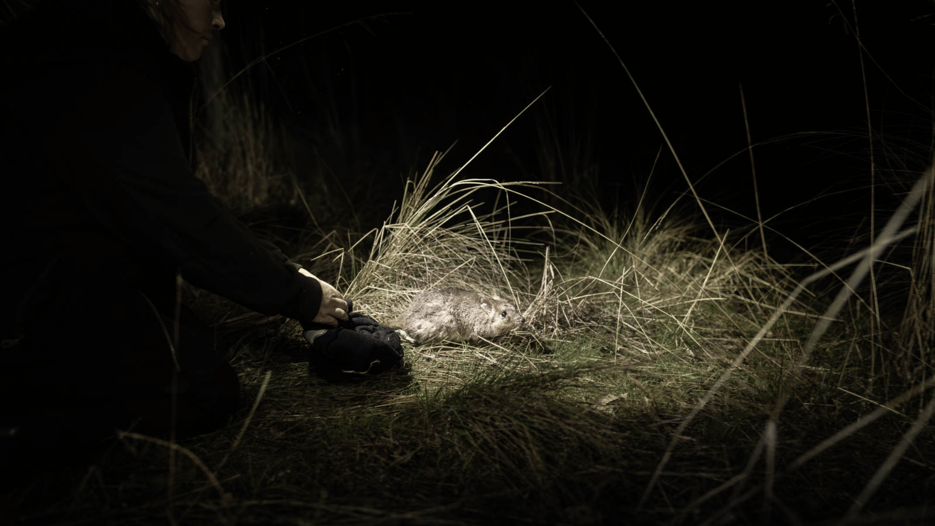 A small eastern bettong lit up by torch light at night.