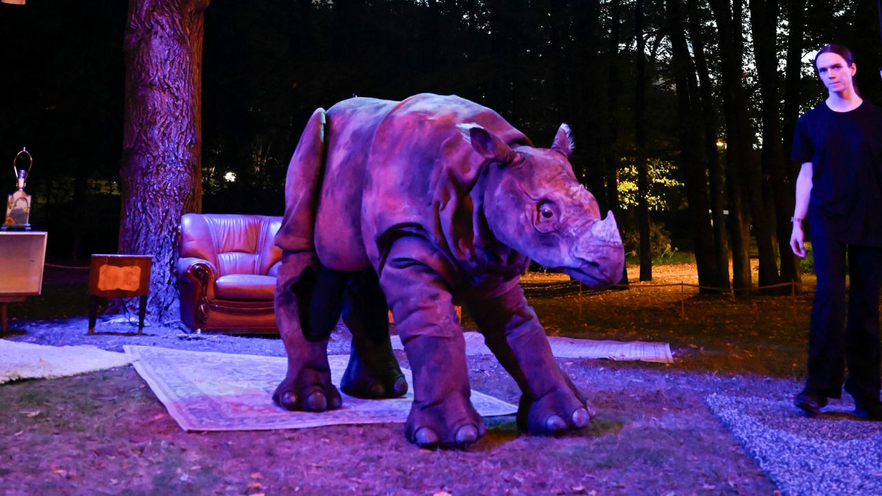 Pgymy rhino puppet performing under purple lights. 