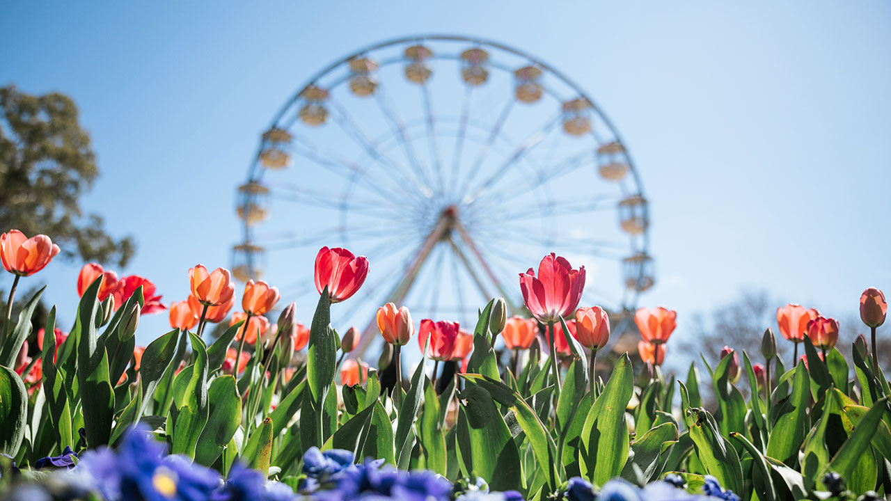Colourful flowers in the foreground with a large Ferris wheel behind them.