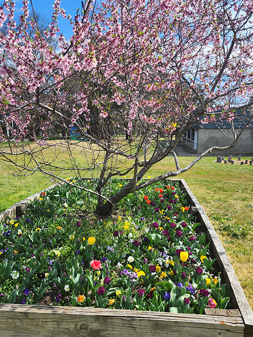 A colourful flower bed surrounding a tree