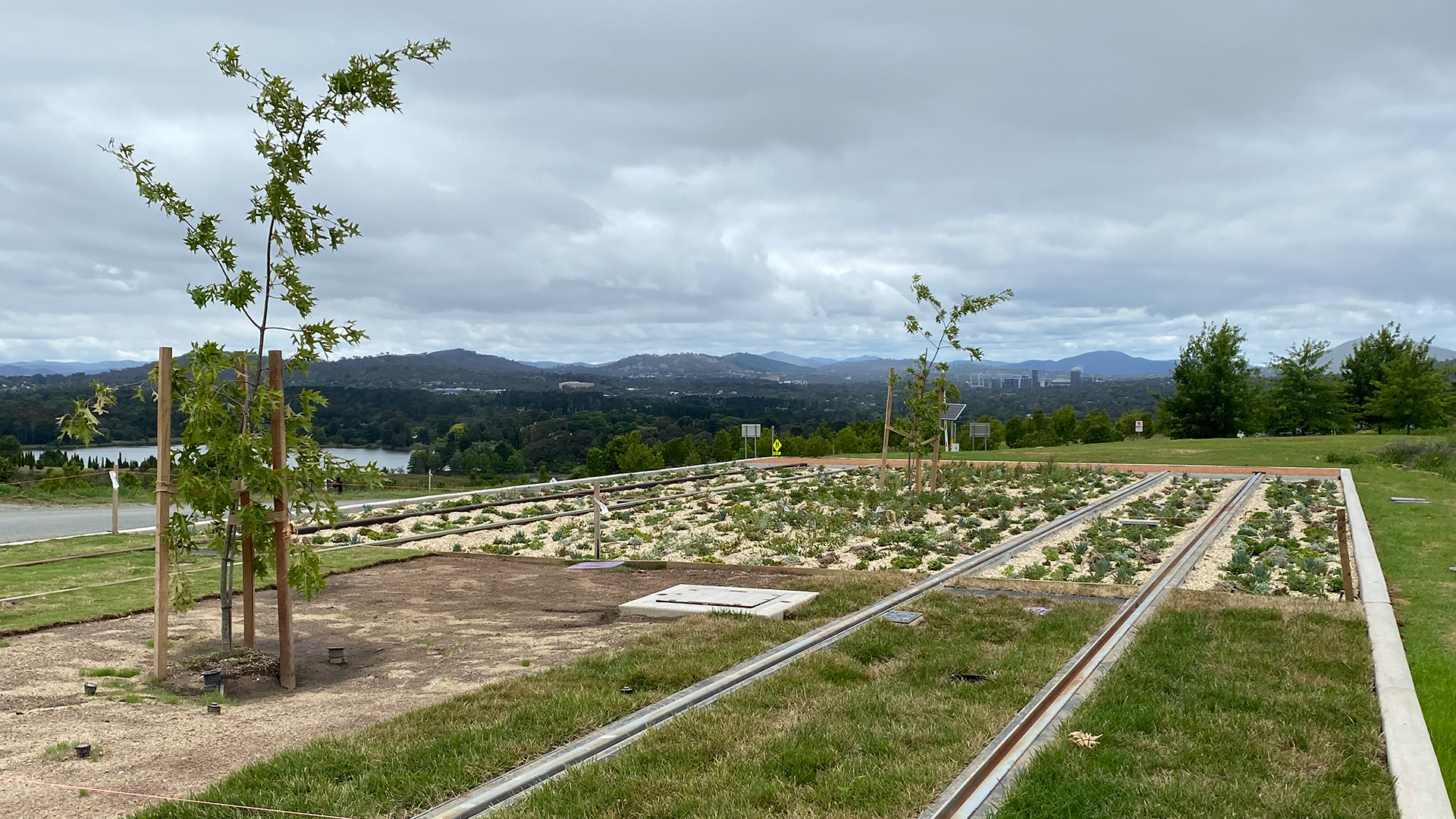 Light rail tracks with grass and shrubs growing in them.