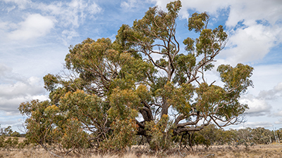 Large black gum tree with sprawling branches and green foliage growing in an open grassy landscape under a partly cloudy sky.