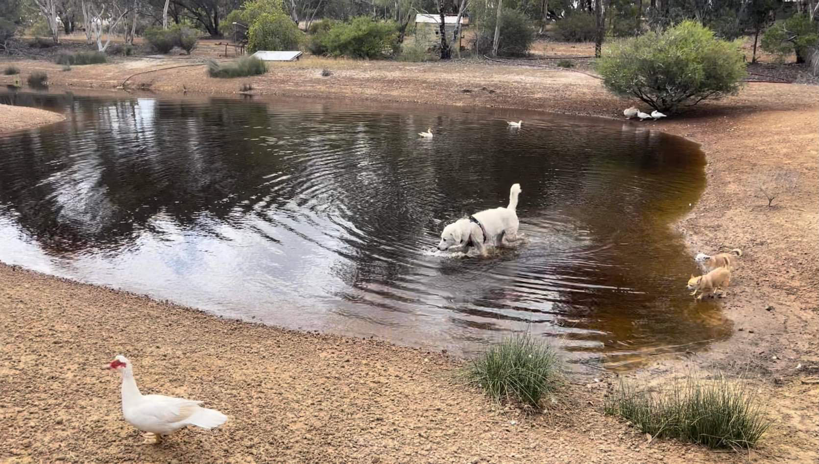 Murphy the Maremma -- a large white dog cooling off in a river