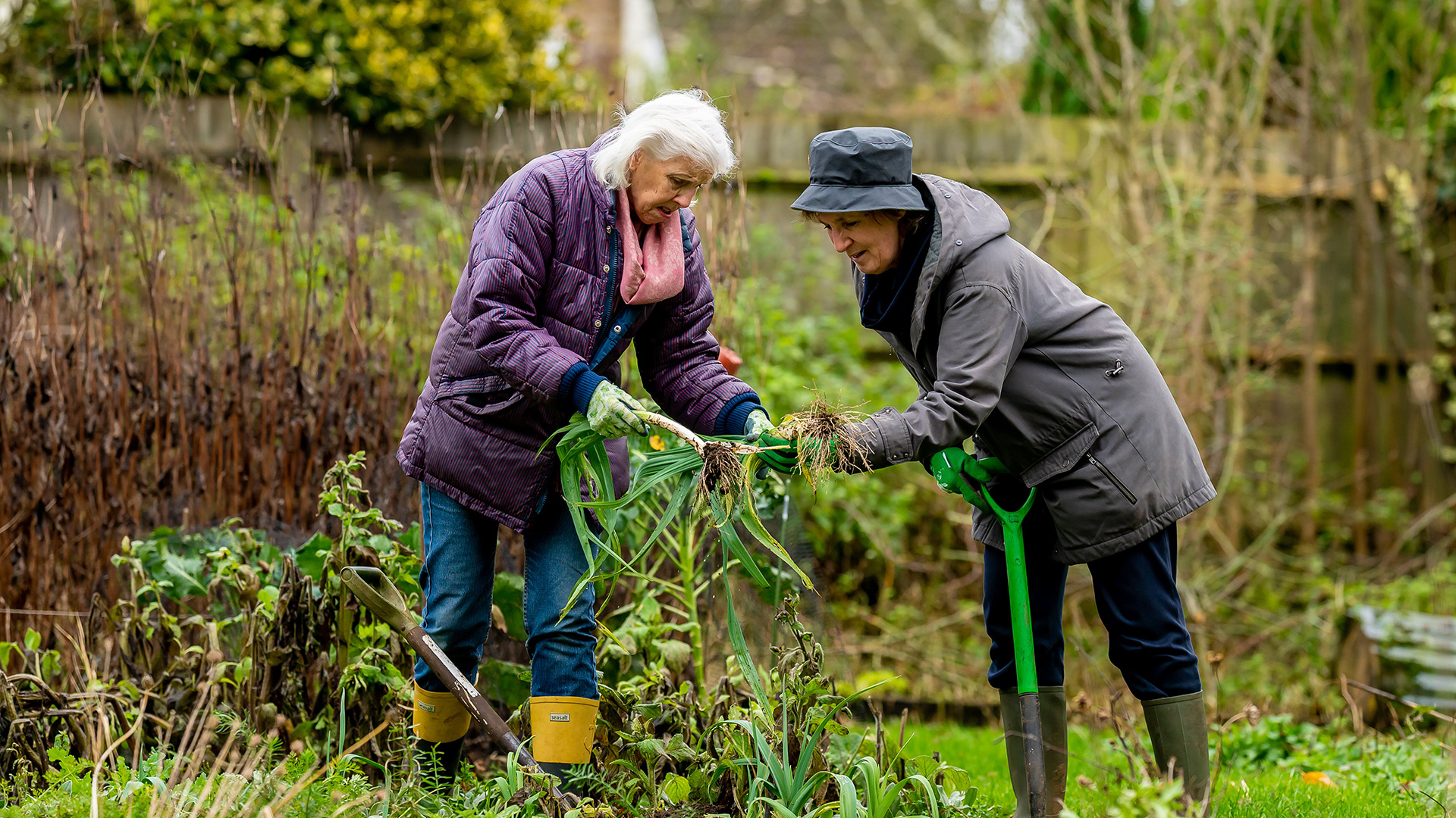 Two older women work in a garden