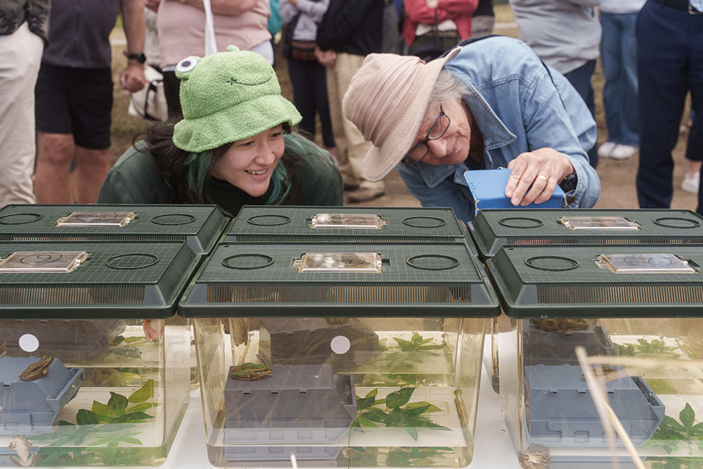People look at a range of covered tanks with small frogs in them.