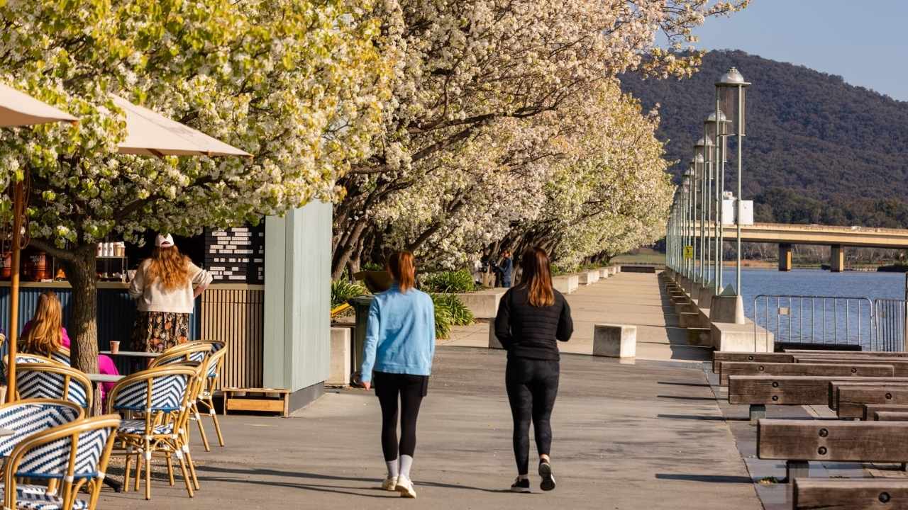 People walk along Lake Burley Griffin, lined with flowering trees in full bloom.