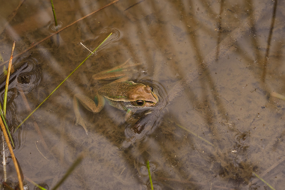 A frog swims through brown-coloured water.