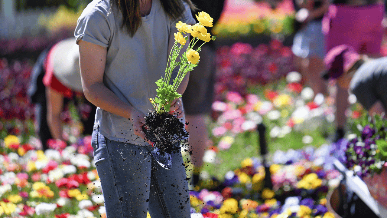 Person holding a flowering plant with exposed roots and soil in a colourful flower bed.