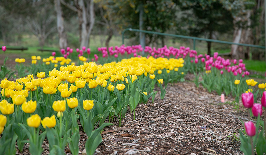 Rows of yellow and pink tulips in a garden bed