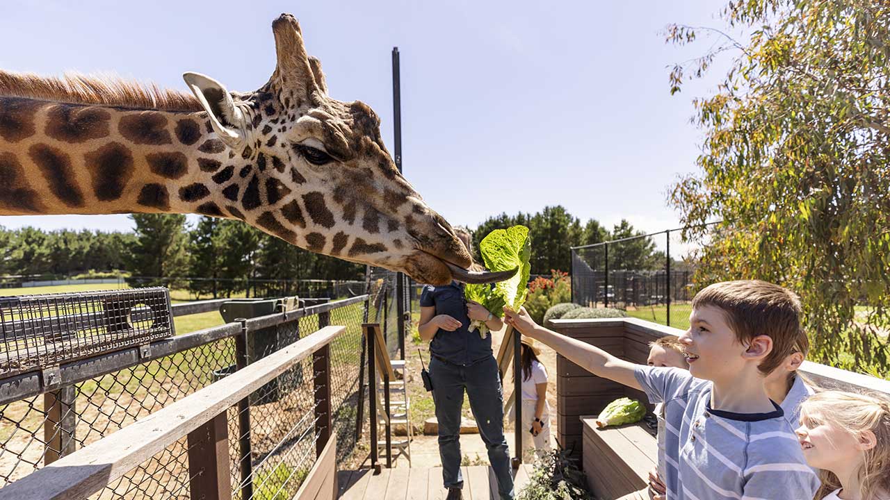 A child feeds a giraffe vegetation while others watch on.